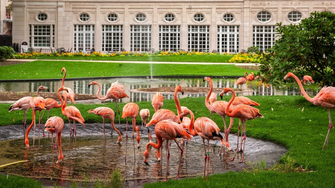 Dan toch nog 2 miljoen euro subsidies voor ZOO Antwerpen en Planckendael