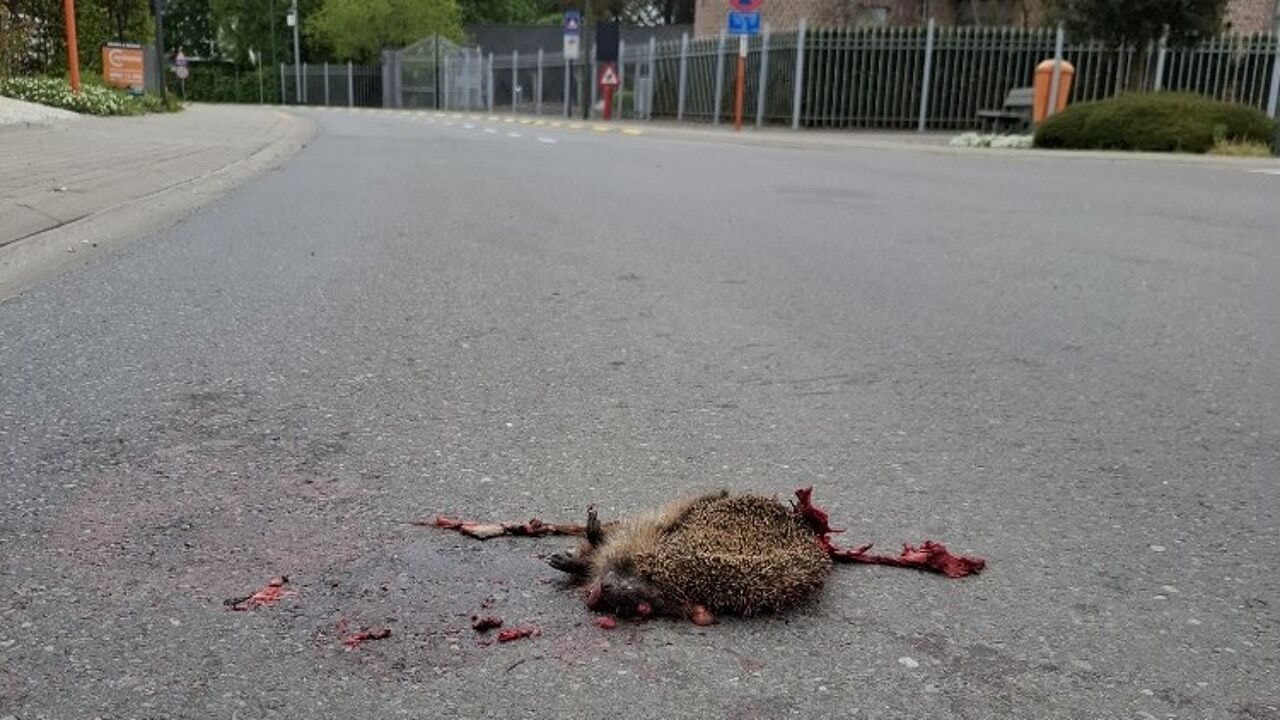 Wat doe je als je een dier hebt aangereden? "Raak het zeker niet aan"